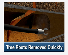 Tree Root Intrusions Granville